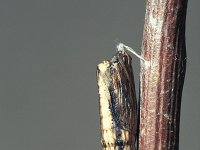 Zerynthia polyxena 9, Zuidelijke pijpbloemvlinder, pupa, Saxifraga-Frits Bink