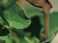 Zerynthia rumina 3, Spaanse pijpbloemvlinder, Vlinderstichting-Kars Veling