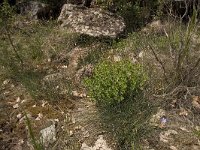 Zerynthia rumina 5, Spaanse pijpbloemvlinder, habitat, Vlinderstichting-Kars Veling