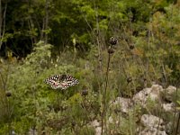 Zerynthia rumina 6, Spaanse pijpbloemvlinder, habitat,  Vlinderstichting-Kars Veling