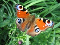 Aglais io 10, Dagpauwoog, Saxifraga-Arthur van Dijk