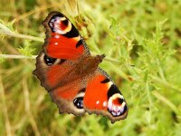 Aglais io 118, Dagpauwoog, Saxifraga-Kars Veling