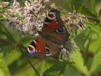 Aglais io 155, Dagpauwoog, Saxifraga-Jan van der Straaten