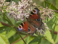 Aglais io 156, Dagpauwoog, Saxifraga-Jan van der Straaten