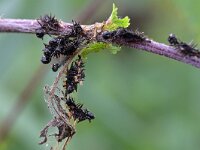 Aglais io 160, Dagpauwoog, Saxifraga-Tom Heijnen