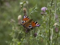 Aglais io 25, Dagpauwoog, Vlinderstichting-Henk Bosma