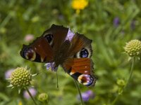 Aglais io 39, Dagpauwoog, Saxifraga-Marijke Verhagen