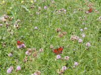 Aglais io 87, Dagpauwoog, on Cirsium arvense, Saxifraga-Kars Veling