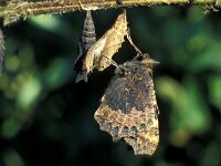 Aglais urticae 11, Kleine vos, ex pupa, Saxifraga-Janus Verkerk