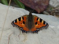 Aglais urticae 20, Kleine vos, Saxifraga-Jan van der Straaten