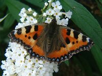 Aglais urticae 22, Kleine vos, Vlinderstichting-Henk Bosma