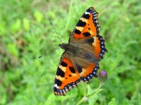 Aglais urticae 25, Kleine vos, Vlinderstichting-Henk Bosma