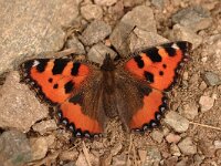 Aglais urticae 49, Kleine vos, Saxifraga-Bas Klaver