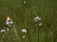 Anthocharis cardamines 100, Oranjetipje, habitat, NL, Noord-Brabant, Oirschot, De Mortelen, Saxifraga-Jan van der Straaten