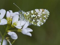 Anthocharis cardamines 29, Oranjetipje, male, Vlinderstichting-Henk Bosma