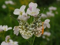 Anthocharis cardamines 37, Oranjetipje, male, Saxifraga-Hans Dekker