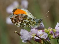 Anthocharis cardamines 40, Oranjetipje, male, Vlinderstichting-Joost Uittenbogaard