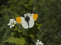 Anthocharis cardamines 42, Oranjetipje, male, Saxifraga-Jan van der Straaten