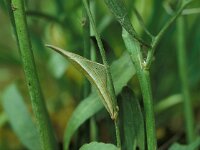 Anthocharis cardamines 62, Oranjetipje, pupa, Vlinderstichting-Harold van den Oetelaar