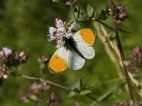 Anthocharis cardamines 76, Oranjetipje, male, Saxifraga-Willem van Kruijsbergen