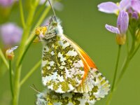 Pair of orange tip butterflies  Pair of mating orange tip butterflies (Anthocharis cardamines) on cuckoo flowers : Anthocharis cardamines, Netherlands, animal, anthocharis, beautiful, beauty, breeding, butterfly, cardamine, closeup, couple, cuckoo, fauna, female, field, flower, grass, green, habitat, insect, lady, lilac, macro, male, mate, mating, natural, nature, orange, pair, pink, plant, pratensis, purple, reproduction, spring, summer, tip, wild, wildlife, wing