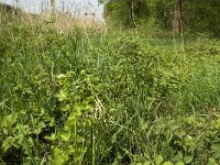 Anthocharis cardamines 92, Oranjetipje, habitat, NL, Noord-Brabant, Best, De Scheeken, Saxifraga-Jan van der Straaten