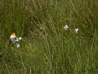 Anthocharis cardamines 98, Oranjetipje, habitat, NL, Noord-Brabant, Oirschot, De Mortelen, Saxifraga-Jan van der Straaten
