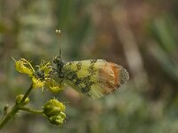 Anthocharis euphenoides 4, Geel oranjetipje, male, Vlinderstichting-Kars Veling