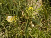 Anthocharis euphenoides 6, Geel oranjetipje, female, Saxifraga-Jan van der Straaten