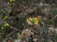Anthocharis euphenoides 9, Geel oranjetipje, male, Saxifraga-Kars Veling
