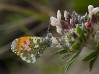 Anthocharis gruneri 3, Zwavelig oranjetipje, male, Saxifraga-Kars Veling