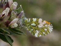 Anthocharis gruneri 4, Zwavelig oranjetipje, male, Saxifraga-Kars Veling
