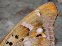 Apatura ilia 2, Kleine weerschijnvlinder, Vlinderstichting-Kars Veling