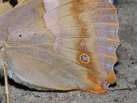 Apatura ilia 3, Kleine weerschijnvlinder, Vlinderstichting-Kars Veling
