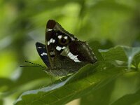 Apatura iris 12, Grote weerschijnvlinder, male, Saxifraga-Jan van der Straaten