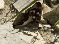 Apatura iris 14, Grote weerschijnvlinder, male, Saxifraga-Jan van der Straaten