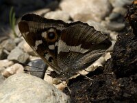 Apatura iris 22, Grote weerschijnvlinder, male, Saxifraga-Jan van der Straaten