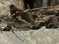 Apatura iris 31, Grote weerschijnvlinder, male, Saxifraga-Marijke Verhagen