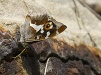 Apatura iris 33, Grote weerschijnvlinder, male, Saxifraga-Marijke Verhagen