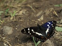 Apatura iris 56, Grote weerschijnvlinder, Vlinderstichting-Kars Veling