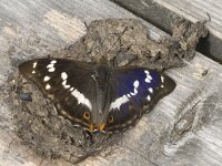 Apatura iris 60, Grote weerschijnvlinder, Saxifraga-Willem van Kruijsbergen