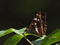 Apatura iris 61, Grote weerschijnvlinder, Saxifraga-Hans Dekker