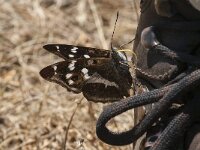Apatura iris 63, Grote weerschijnvlinder, Saxifraga-Marijke Verhagen