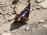 Apatura iris 65, Grote weerschijnvlinder, Saxifraga-Peter Meininger