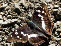 Apatura iris 81, Grote weerschijnvlinder, Saxifraga-Bart Vastenhouw