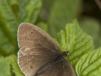 Aphantopus hyperantus 13, Koevinkje, Vlinderstichting-Henk Bosma