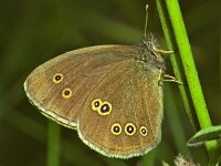 235_04, Koevinkje : Aphantopus hyperantus, Koevinkje, Rnglet, male