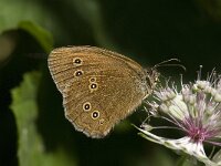 Aphantopus hyperantus 29, Koevinkje, Saxifraga-Willem van Kruijsbergen