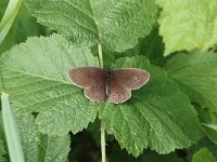 Aphantopus hyperantus 52, Koevinkje, Saxifraga-Peter Meininger