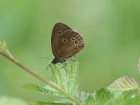 Aphantopus hyperantus 54, Koevinkje, Saxifraga-Peter Meininger